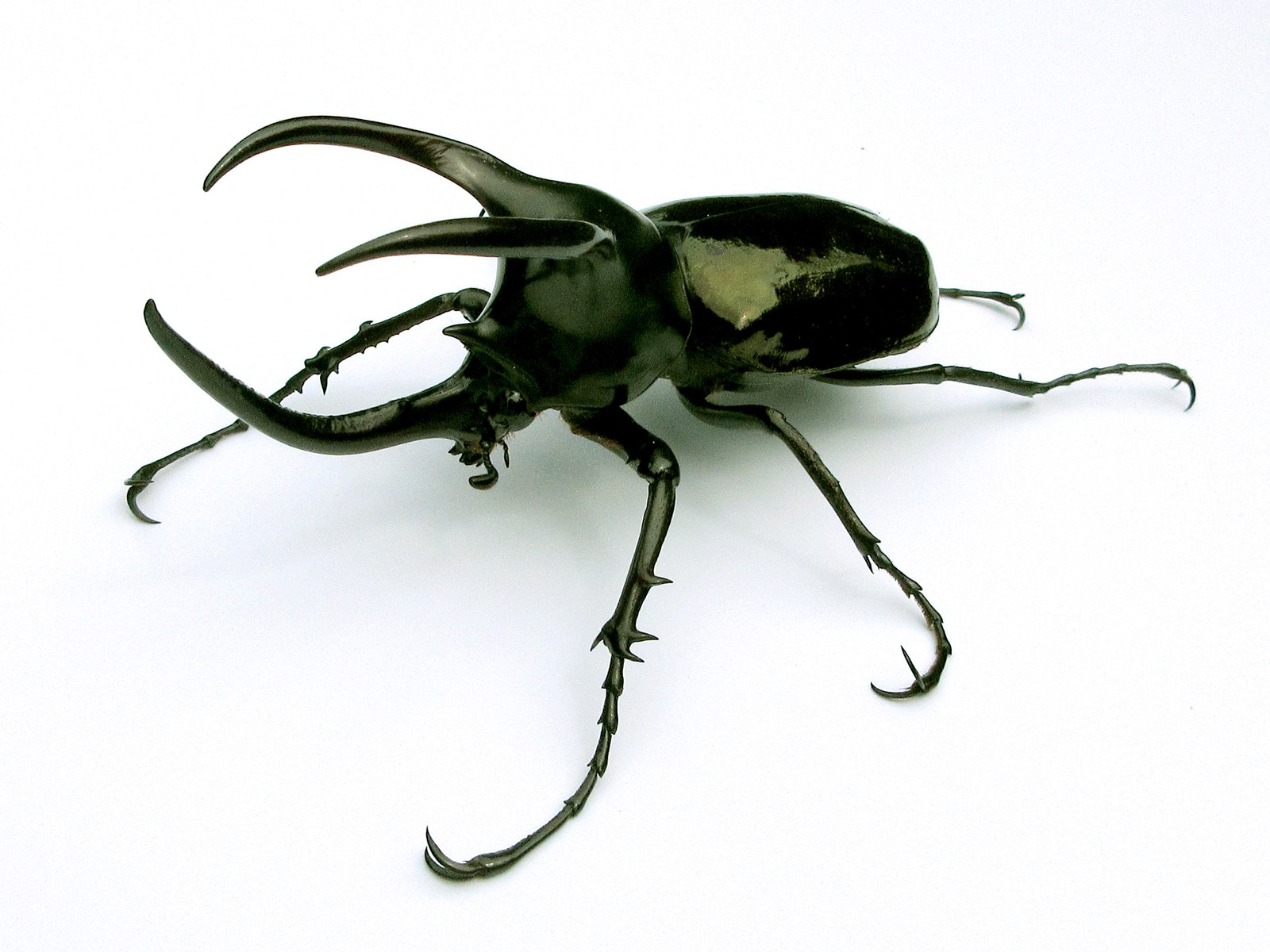 A large glossy black rhinoceros beetle standing on a white surface, seen from in front and slightly above. One long horn curves forward and up from the head, and two more curve forward and down from the front corners of the thorax, one on each side. The legs are long and spined, each ending in a pair of hooked claws. A worn olive-yellow patch shows on one wing case.