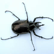 Older photograph 2 from the beetle folder, undated