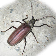 Older photograph 3 from the beetle folder, undated