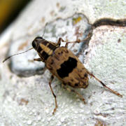 Older photograph 4 from the beetle folder, undated