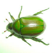 Older photograph 5 from the beetle folder, undated