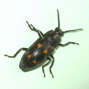 Older photograph 6 from the beetle folder, undated
