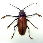 Older photograph 7 from the beetle folder, undated