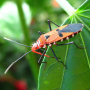 Older photograph 9 from the beetle folder, undated