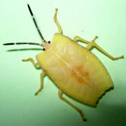 Older photograph 10 from the beetle folder, undated