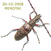 Longhorn beetle (older photograph)