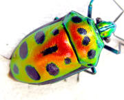 Delta green ground beetle (older, undated photograph)