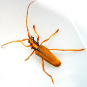 Gold bug (older, undated photograph)