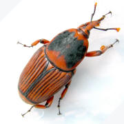 Palm weevil (older, undated photograph)