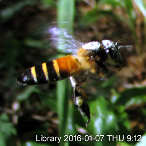 APIS DORSATA ( FOREST BEES)
