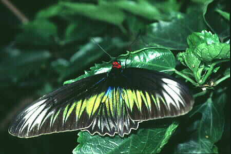A female Rajah Brooke's Birdwing. Copyright � Chin Fah Shin.