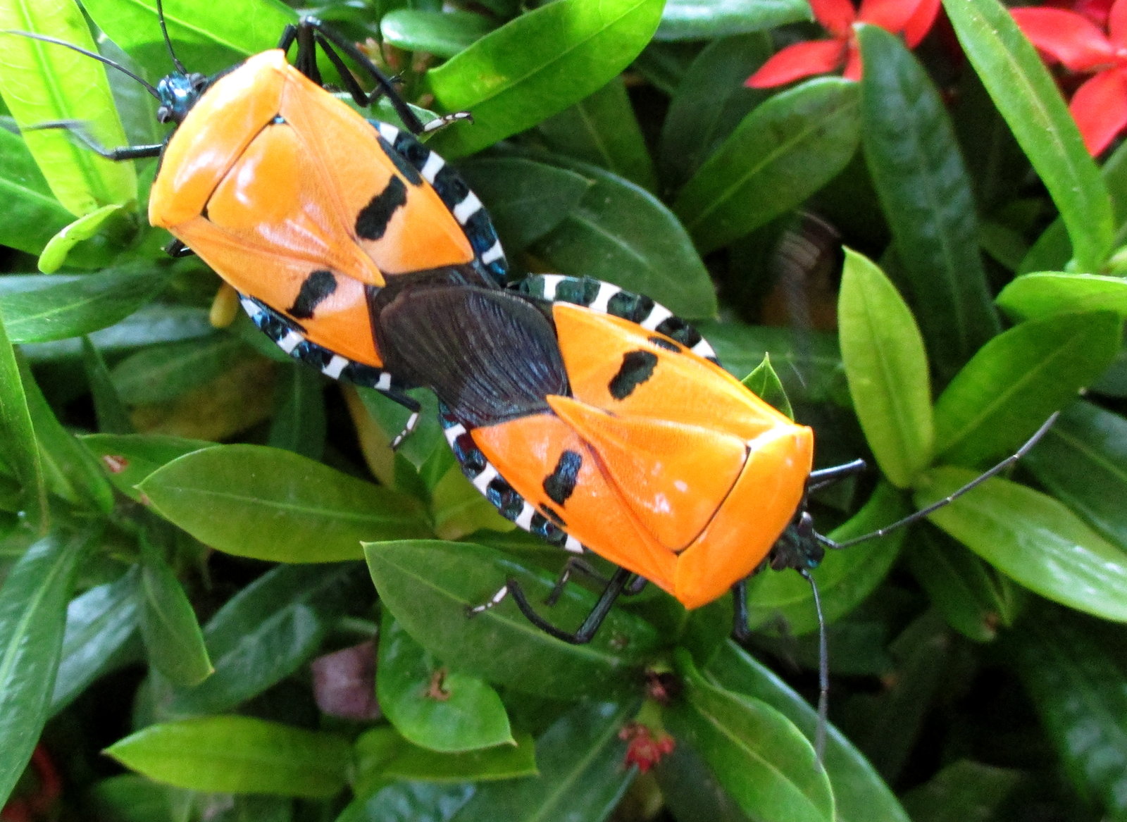 Two large bright orange bugs joined end to end on the glossy green leaves of a hedge, forming a single elongated shape running diagonally across the frame. Each has a broad shield-shaped back with two bold black blotches, a metallic blue-black head with long black antennae, and a border of crisp black-and-white bars running down each side of the abdomen. Where the two meet, their dark brown folded wing tips overlap in a bow-tie shape. Small red flowers show among the leaves behind.