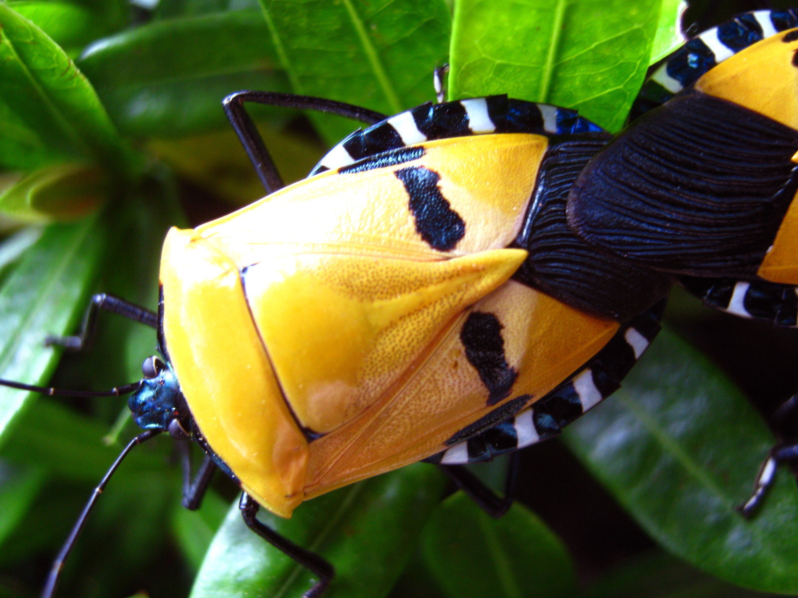 Close view of one bug's back filling the frame. The broad shield is deep yellow-orange and finely pitted, with two rounded black marks set symmetrically like a pair of eyes. Behind them lies a large dark brown to black area with fine parallel lines running through it, like combed hair. The edge of the abdomen is banded in glossy black and white. At the lower left the animal's real head is visible, small and metallic blue-black with a bead-like eye and a long black antenna.