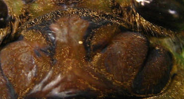 The front of a cicada's head filling the frame: a broad, deeply ridged central plate — the postclypeus — flanked by two large dark compound eyes, the whole surface covered in fine golden hairs. A minute pale yellow speck sits on the upper left of the ridged plate.