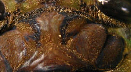 The same cicada head, moments later. The pale yellow speck has shifted to a lower position on the left of the ridged plate.