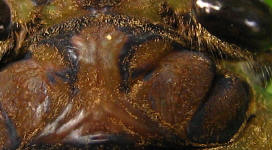 The same cicada head again. The yellow speck now sits near the top of the ridged plate, close to the midline.