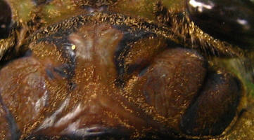 The fourth frame of the sequence. The yellow speck has moved again, to the upper left of the ridged central plate.