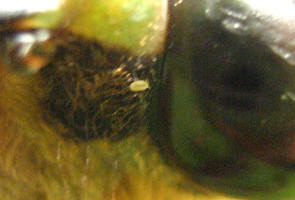 The same view a moment later. The pale animal has moved to the right, towards the margin of the smooth compound eye.