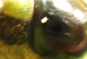 The animal has crossed onto the boundary between the bristled cheek and the bare, shining surface of the compound eye.