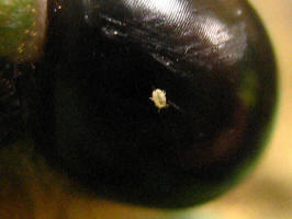 The sharpest frame of the sequence. The cicada's compound eye fills most of the picture as a smooth, glossy black dome. The small pale yellow animal stands alone on the bare surface of the eye, with a single long dark cicada bristle crossing behind it.