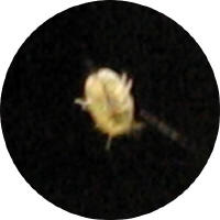 The same animal enlarged about five hundred times and presented in a circular black field. It is a compact, rounded, pale cream body with several short pale projections around its margin. A dark cicada bristle lies beside it for scale. The image is too coarse for the projections to be counted.