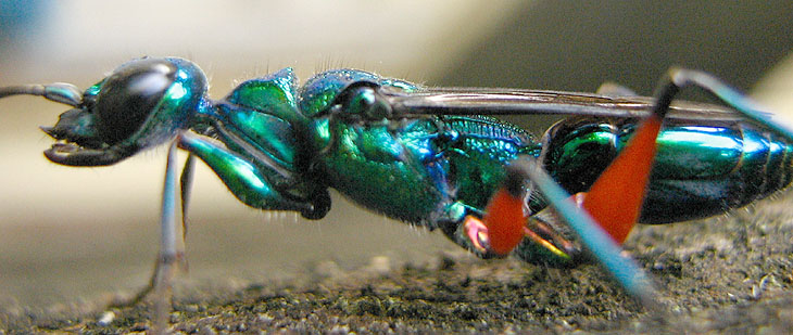 Emerald Cockroach Wasp Ampulex compressa