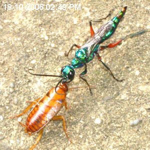 WASPS OF BORNEO