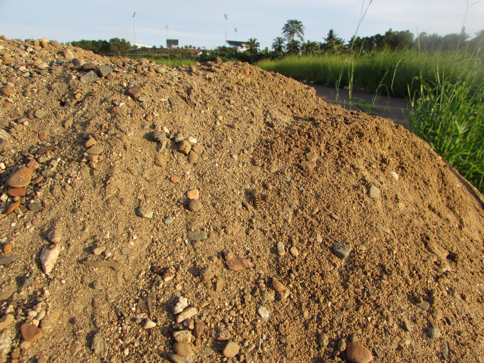 A heap of sand and small pebbles lit by low evening sun, with tall grass on the right and, in the distance, the floodlight towers and grandstand of a sports stadium beyond trees. A small yellow-and-black insect is on the sand in the middle of the heap.