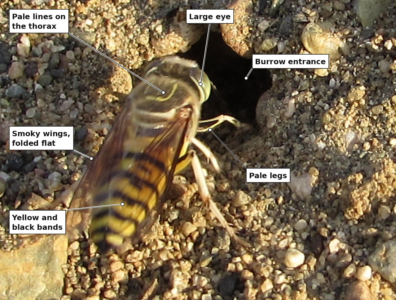 A close view of the insect at the burrow mouth, with six labels: the large eye; the burrow entrance; pale lines on the thorax; smoky wings, folded flat; yellow and black bands on the abdomen; and the pale legs.