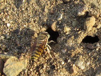 A yellow-and-black banded wasp with smoky folded wings at the mouth of a burrow in a heap of sand and pebbles