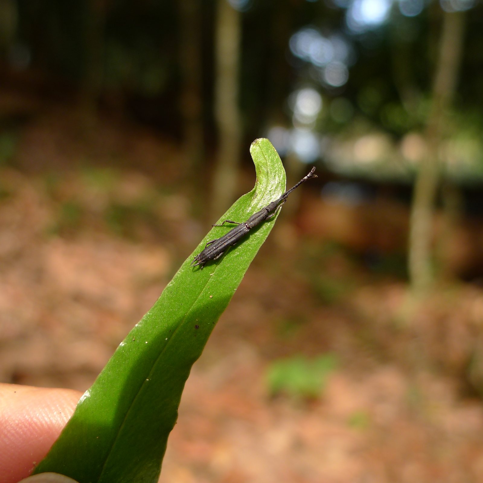 A long, narrow black beetle crawling along the upper side of a narrow green leaf held between the photographer's fingers, towards the curled tip. Its head is drawn out into a long snout with straight antennae in front, and its body is many times longer than it is wide. The forest floor and trees behind are out of focus.