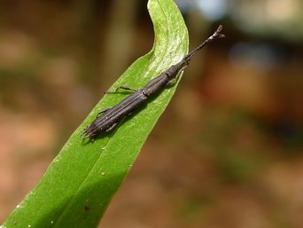 A long, slender black straight-snouted weevil crawling on a green leaf