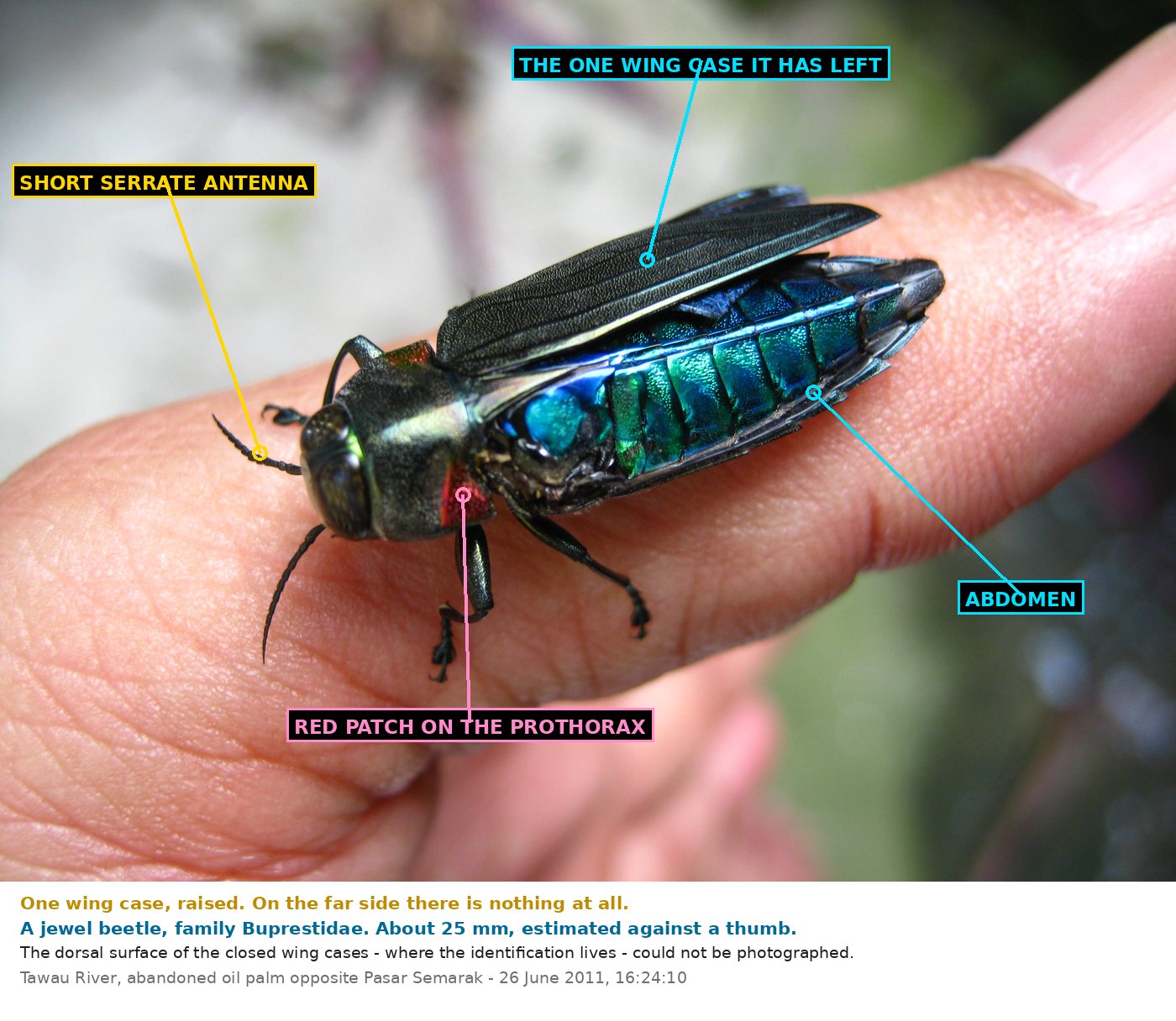 A stout metallic beetle in profile on a human thumb. One blackish wing case with fine lengthwise ridges is raised above the body, exposing an abdomen of brilliant metallic blue and green in segmented plates with serrated side margins. Labels mark the short serrate antenna, the single remaining wing case, the abdomen, and a bright red patch on the prothorax.