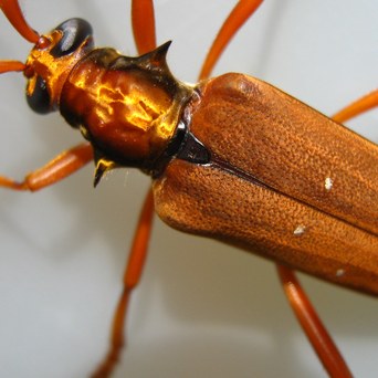 An orange-brown longhorn beetle with a golden, spined pronotum and white spots on its wing cases
