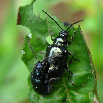Two shiny metallic blue-green beetles mating at the tip of a chewed leaf