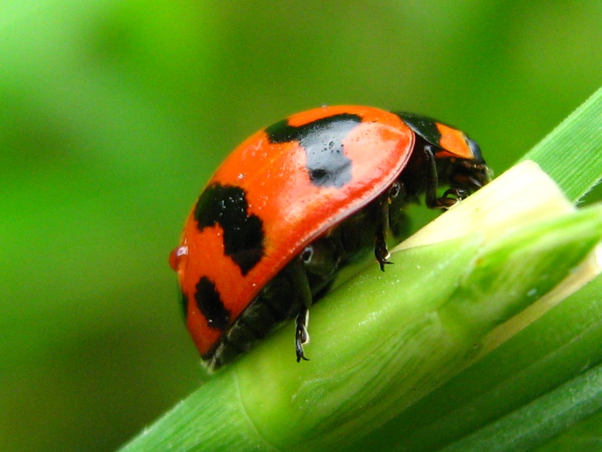 Close side view: domed orange-red wing cases with black bands, black legs and underside, gripping the green stalk.