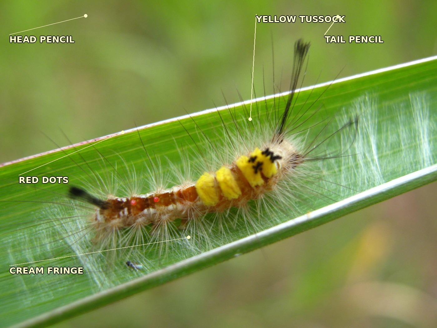 A small caterpillar, about 10 mm, in a loose silk web on a grass blade, head to the left and tail to the right. Its body is reddish-brown. A single rounded dome of bright yellow hairs rises from the middle of the back. A long thin pencil of black hairs projects forward from the head end, and another from the tail. Along each flank runs a fringe of cream-beige hairs. Small orange-red dots are visible along the side of the body. Labels point to the head pencil, yellow tussock, tail pencil, cream fringe and red dots.