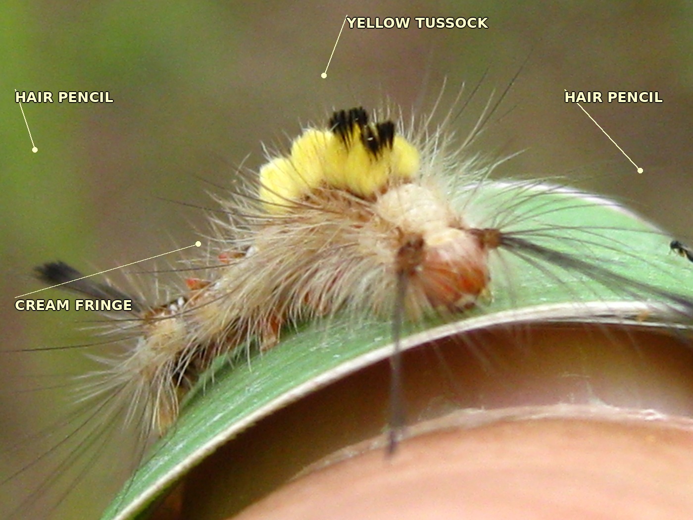 A head-on view of the caterpillar, which is straddling the edge of a grass leaf. The yellow tussock sits at the top. On each side of the body, a long thin black hair pencil projects outward and slightly upward. Around the lower body, a fringe of cream-beige hairs forms a broad collar. The grass leaf runs vertically under the animal. Labels point to the yellow tussock and to both hair pencils.