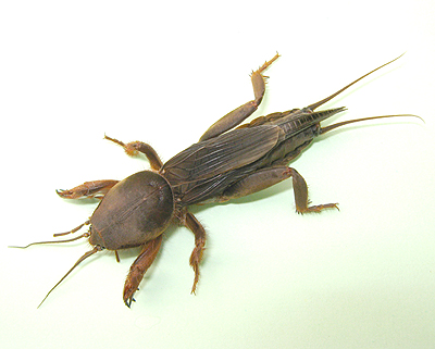 Cricket (insect)