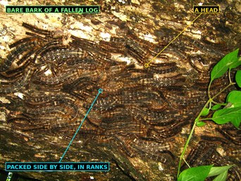 A dense mass of large hairy lappet moth caterpillars packed side by side on the bark of a fallen log at Bako National Park, Sarawak