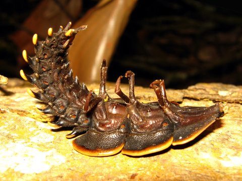 A large flattened dark trilobite beetle with orange-edged plates and pale-tipped spines, on a pale branch at night