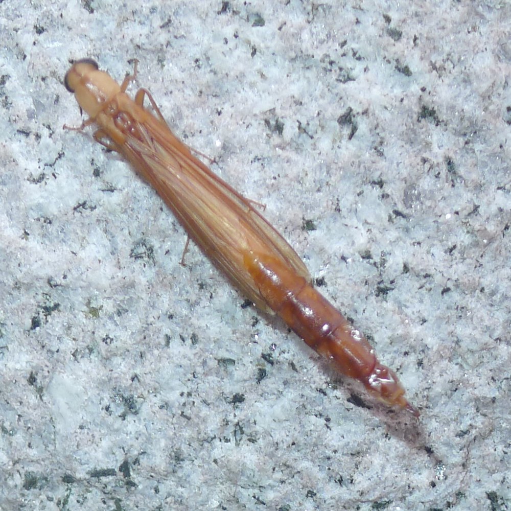 From above: pale head and long pale pronotum, long veined wings folded flat along the body, and a segmented orange-brown abdomen tapering beyond them.