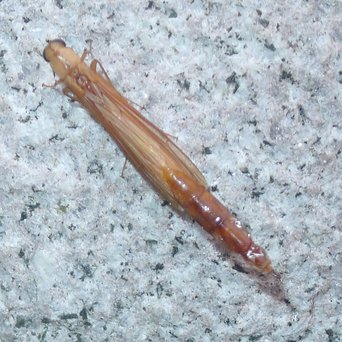 A long, slender orange-brown beetle with short wing cases resting on grey granite
