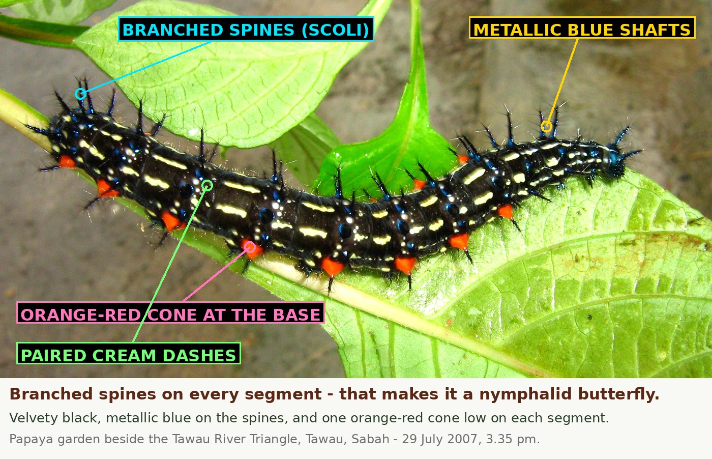 A velvety black caterpillar on the stem of a low green shrub, seen from above and slightly to one side. Branched spines rise from every segment, black with iridescent blue on the shafts. Two broken rows of short cream-yellow dashes run the length of the back, with scattered small round metallic blue tubercles and fine white speckling between them. A bright orange-red cone sits low on the side of each segment, each carrying a black spine. Four labels mark the branched spines, the metallic blue shafts, the orange-red cone and the paired cream dashes.