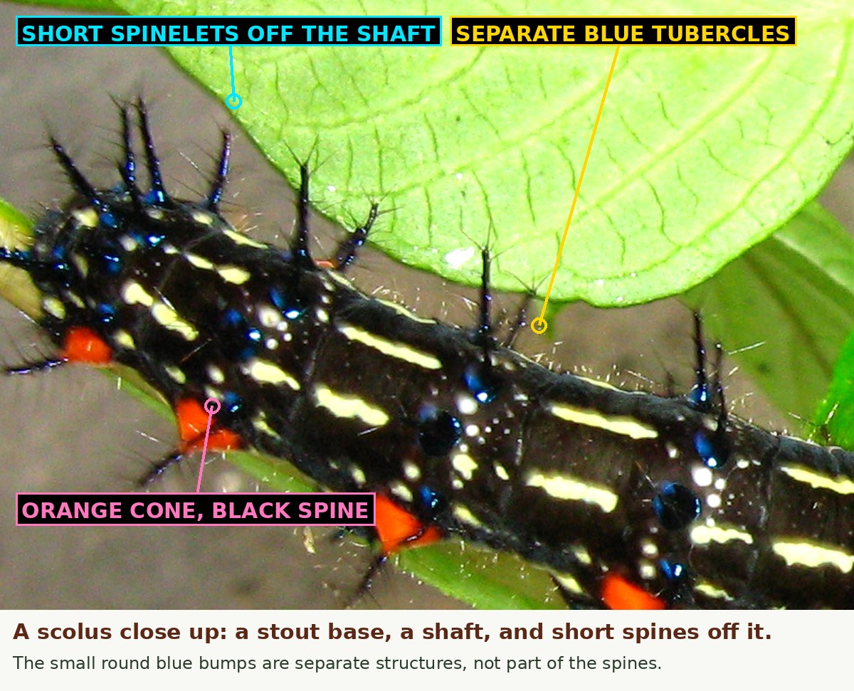 An enlargement of three segments of the same caterpillar. Each branched spine has a stout base, a shaft with an iridescent blue sheen, and short black spinelets radiating from it. Small round metallic blue tubercles sit separately on the body surface between the spines, and an orange-red cone at the base of each lower spine.