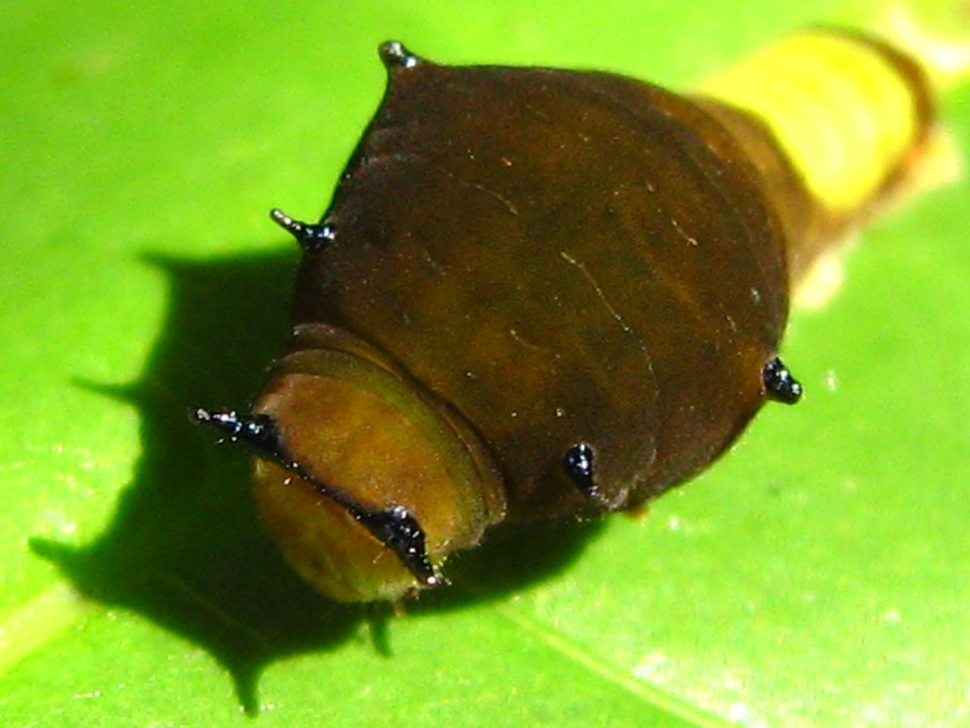 The caterpillar seen from the front on a green leaf. The rounded orange-brown first segment faces the camera with a short black spine at each side, and behind it the dark brown hump rises with further short black spines at its corners. The pale yellow-green band shows beyond.