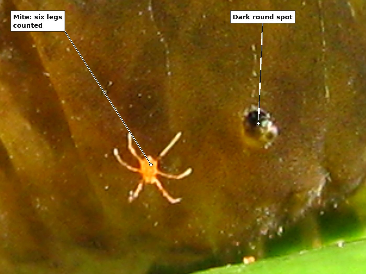 An enlargement of the side of the caterpillar's hump. A tiny bright orange animal with a round body and long pale legs stands on the brown skin, with six legs visible. To its right is one of the caterpillar's dark round spots.
