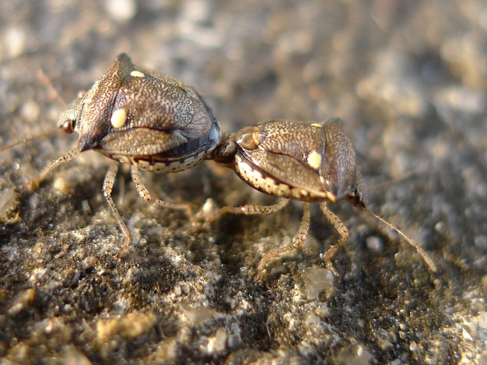 Low side view of the same pair end to end, showing the cream-and-dark banded abdominal edges, pale undersides with black dots and spotted legs.