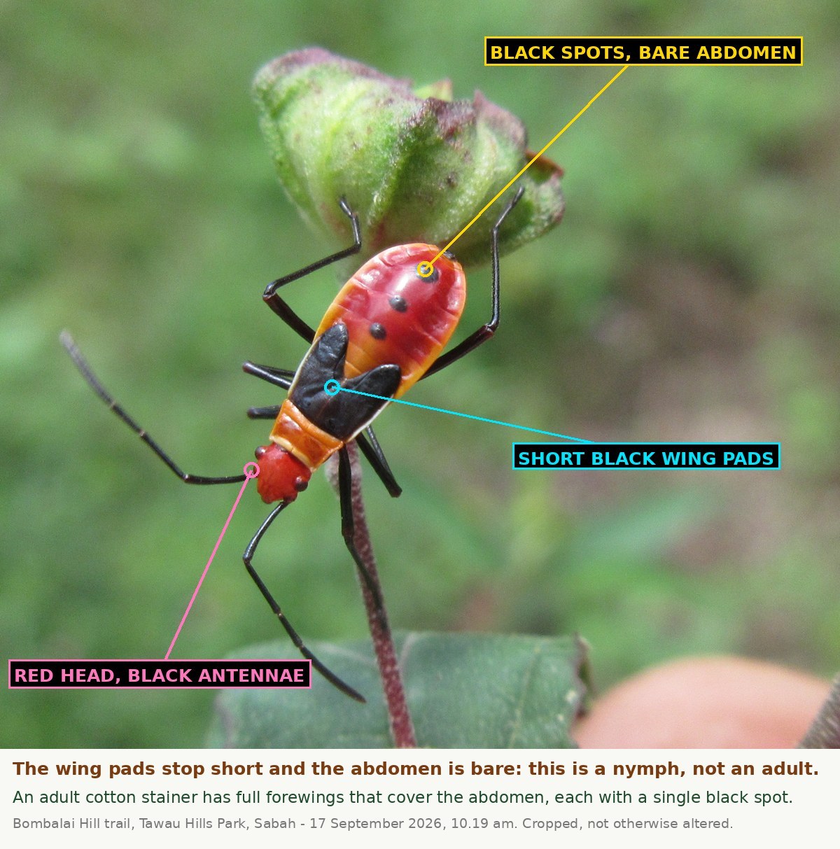 The same bug from above with three labels: one pointing to the black spots on the bare red abdomen, one to the short black wing pads, and one to the red head and black antennae.