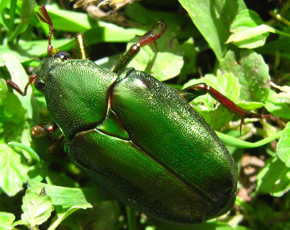A large, oval, bright metallic green beetle with reddish-brown legs and a small fan-shaped antennal club, resting among grass and small leafy plants.